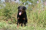 BEAUCERON 467